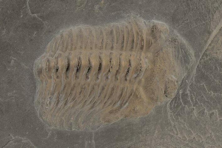 Pyritized Trilobite (Chotecops) Fossil - Bundenbach, Germany #209894